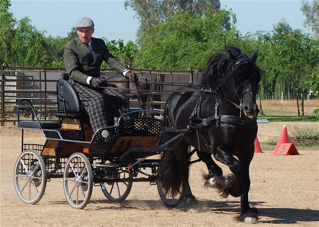 Colliery Alick, 1996 imported stallion, driven by Roger Cleverly