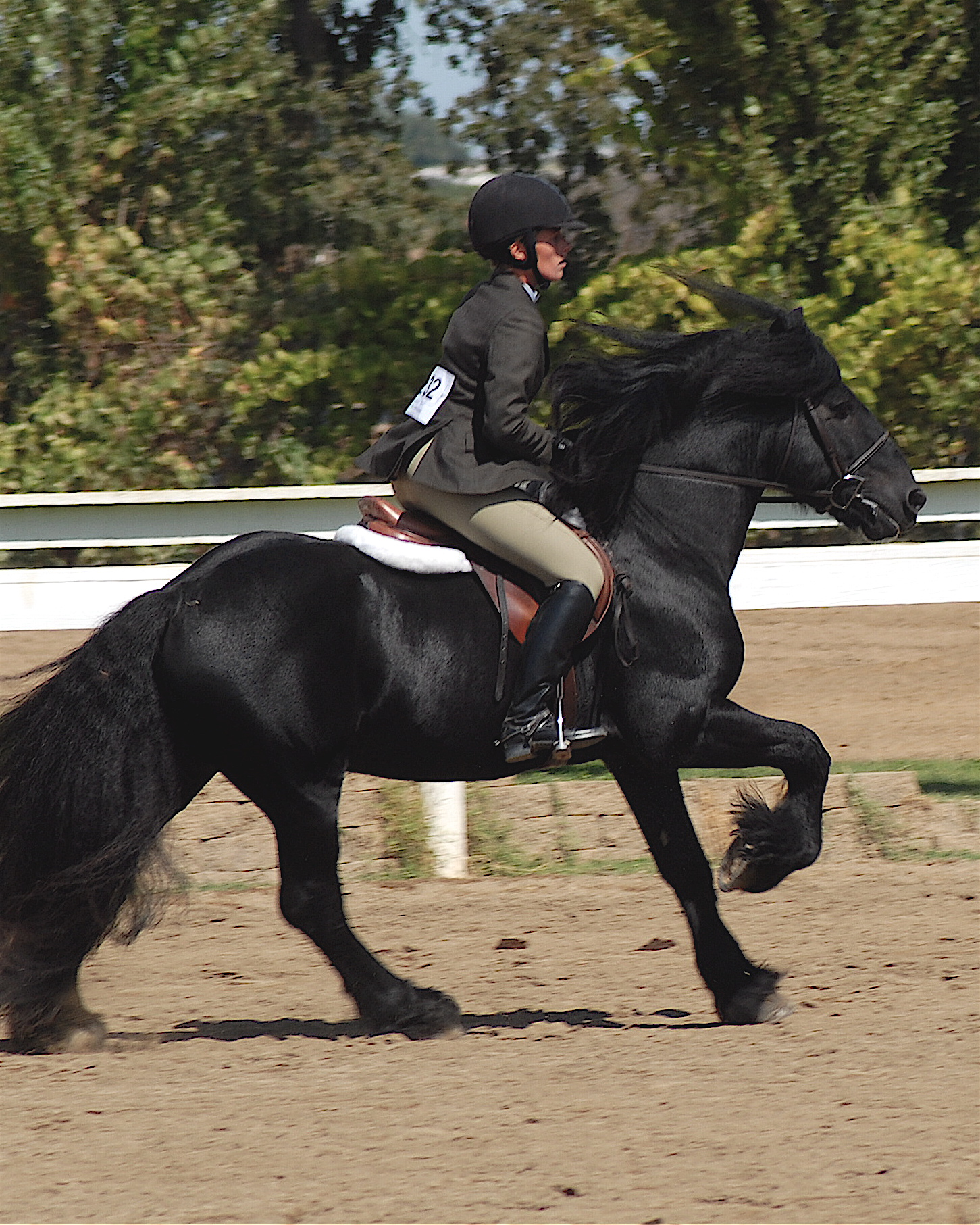 Colliery Alick, 1996 imported stallion, ridden by Adrienne Grasso-Rogers