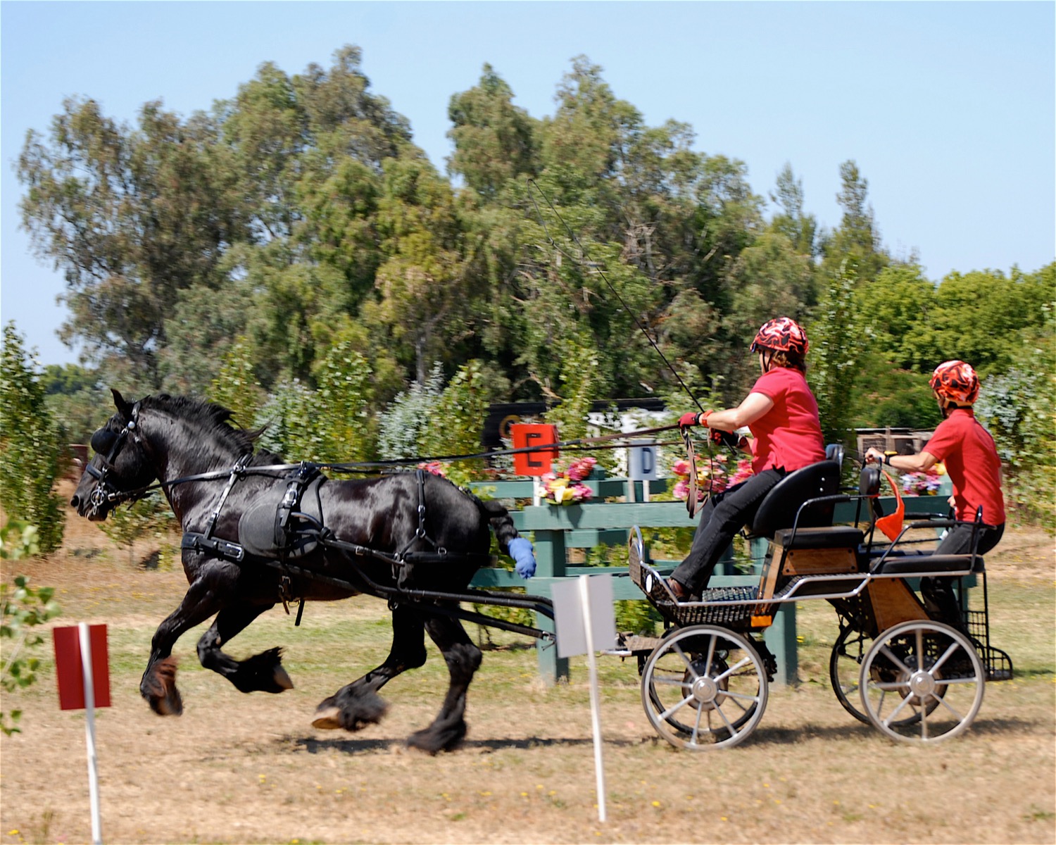 Colliery Alick, 1996 imported stallion, at a Combined Driving Event