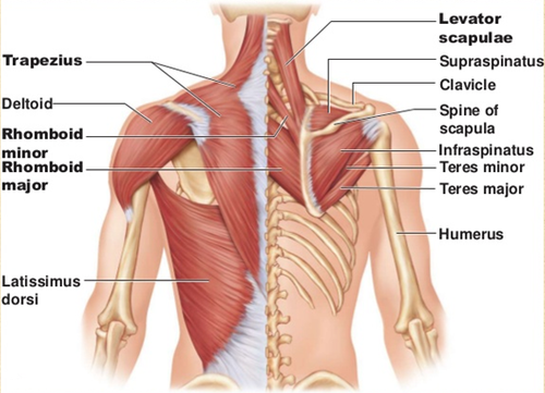 How To Fix Your Shoulder By Treating Your Upper Back Laguna Orthopedic Rehabilitation