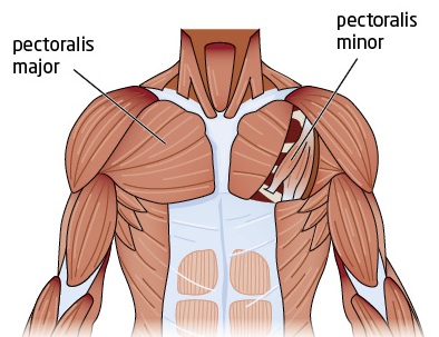 Tight Chest Muscles: Why Your Upper Back Is the Key to Their Release