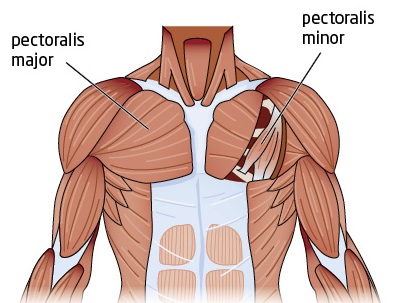 Tight Chest Muscles Why Your Upper Back Is The Key To Their Release Laguna Orthopedic Rehabilitation