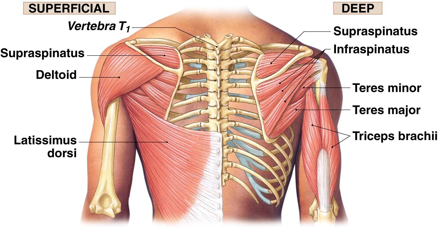 3 Uniquely Powerful Exercises to Address the Root Cause of Your Shoulder  Pain — Laguna Orthopedic Rehabilitation