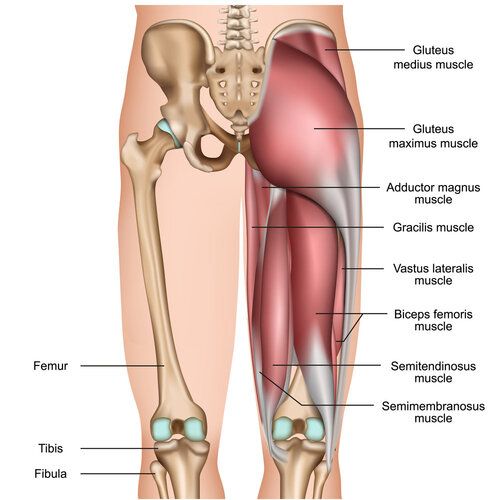 Myth Hamstring Tightness At The Back Of The Knee Is Not Hamstring Tightness Laguna Orthopedic Rehabilitation