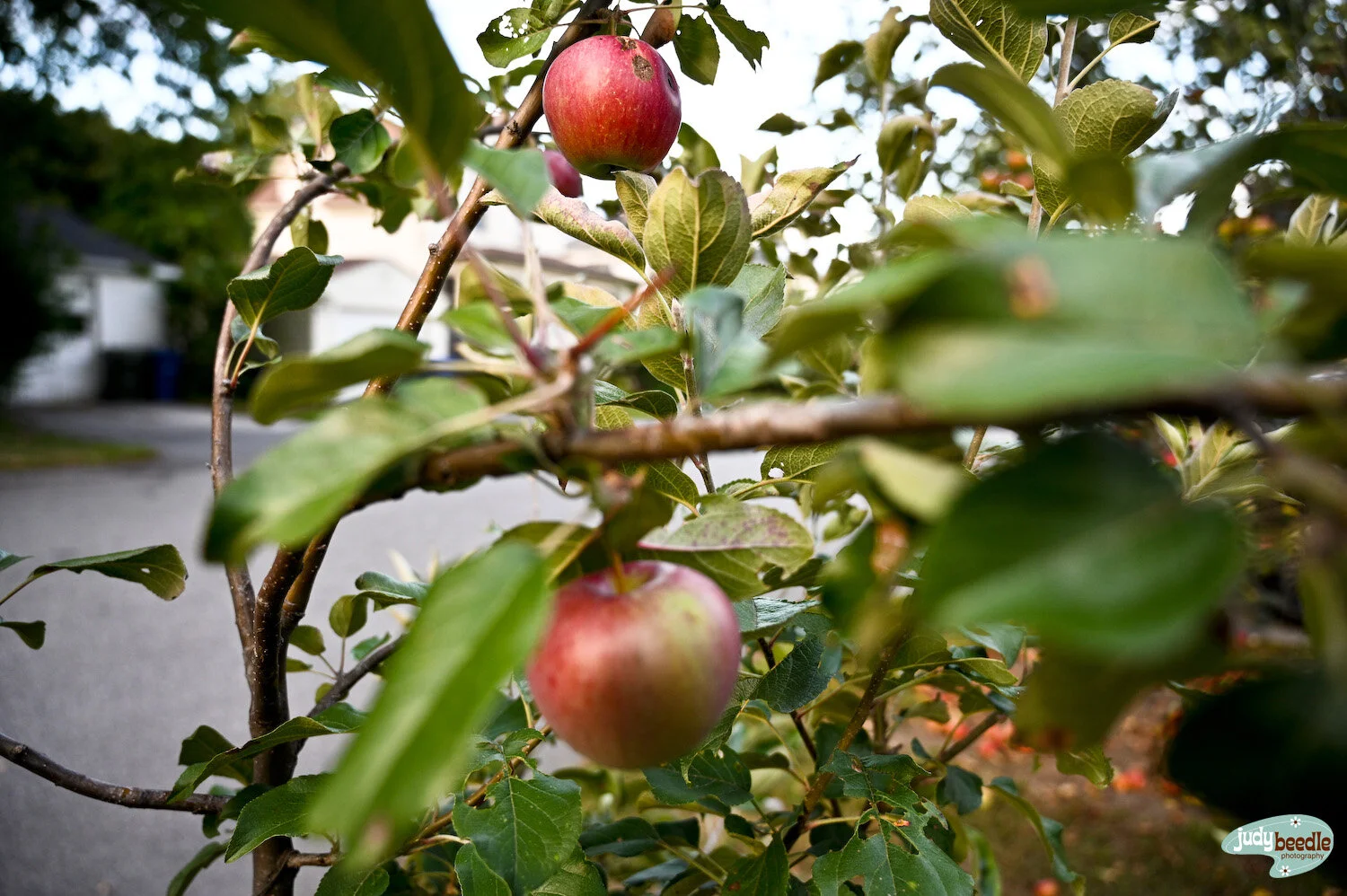 9/9. Our sidewalk apple tree went crazy this year. But mostly just dropped apples to the ground.