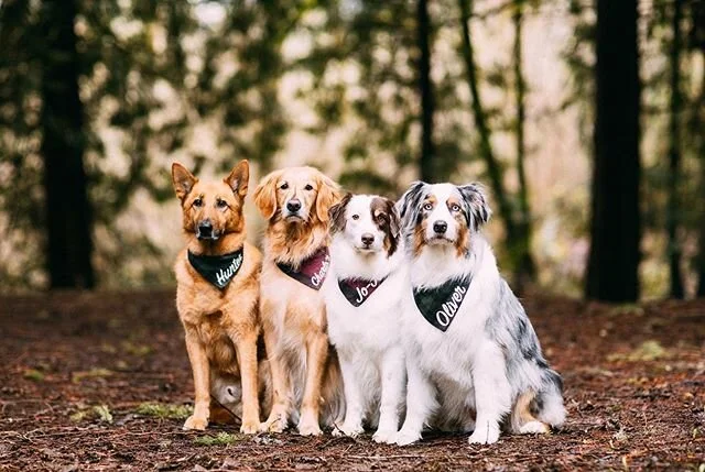I know this is a little different from what’s normally on my feed, but look at these faces. How can I not share this with you!? If you saw my stories, you’ll already know! These were my most cutest patootiest little clients yesterday. I l