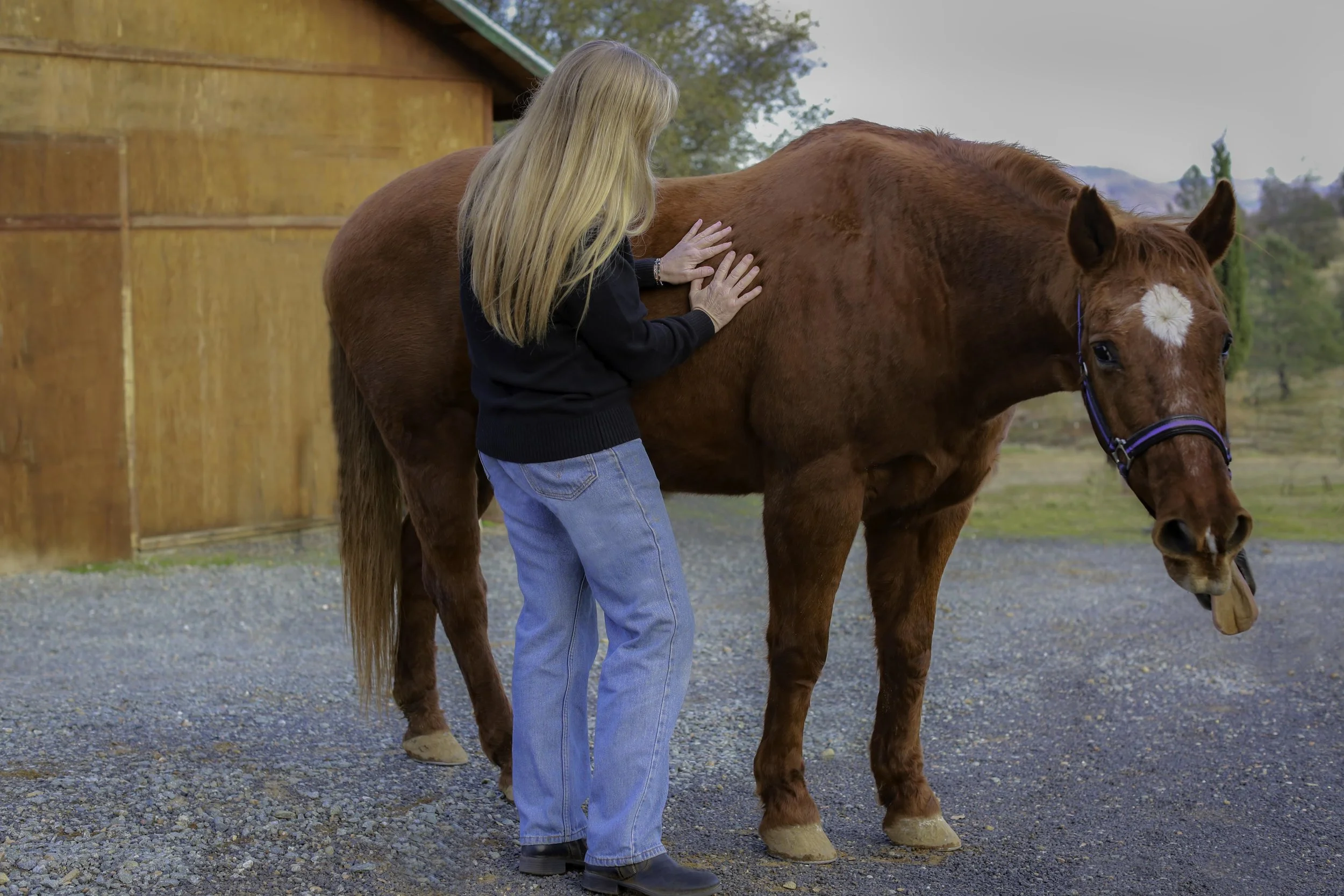 April performing Reiki on a horse.jpg