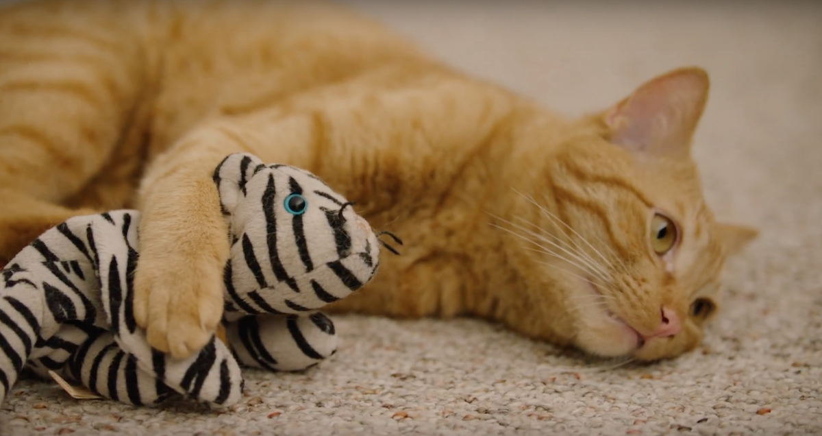 CZ nav full bleed.png