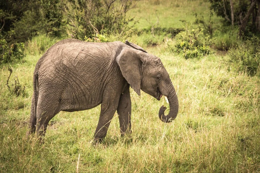 elephant_kenya_uri_foto.jpg