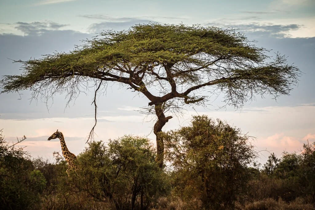 giraffe_kenya_uri_foto.jpg