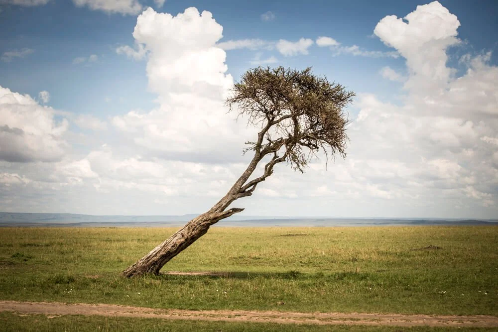 tree_kenya_uri_foto.jpg