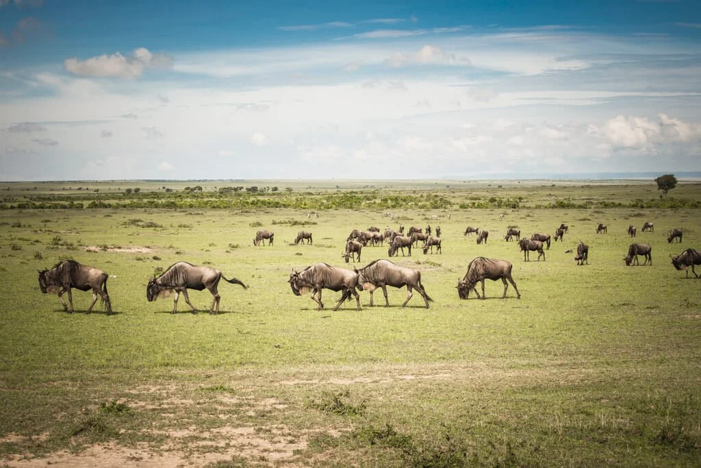 walking_bisons_kenya_uri_foto.jpg