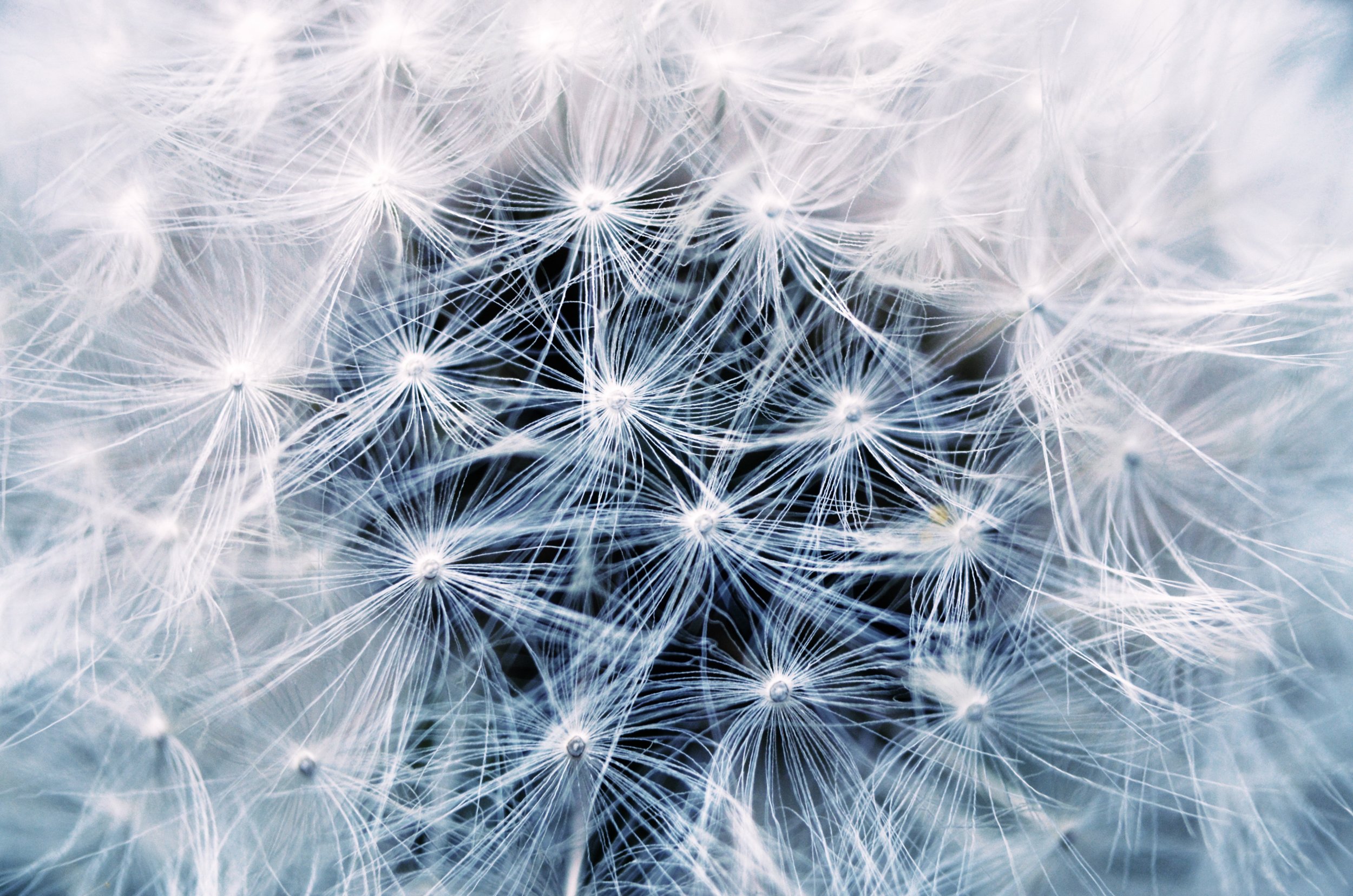 close-up-dandelion-flora-34423.jpg