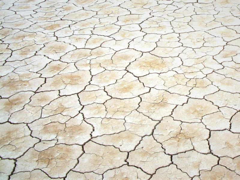 animal-arid-barren-761040.jpg