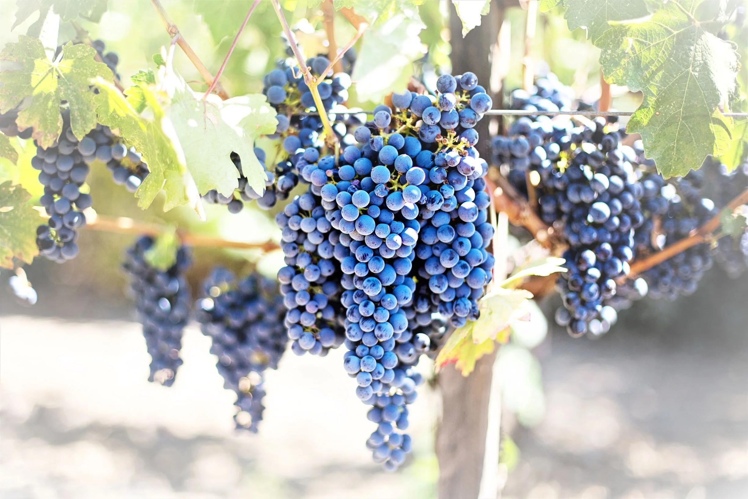 The Fruit of the Wilderness