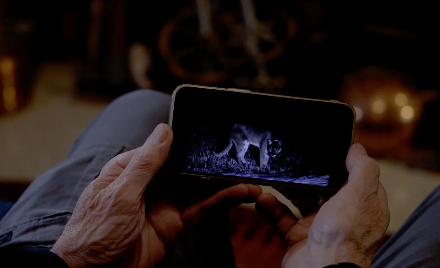  LEO SACER / Documentary short / 2025  Co-Directed Emilie Upczak &amp; Eric Coombs Esmail  This film delves into fraught interactions between residents of a small mountain community and a relocated mountain lion, which is believed to have killed at l