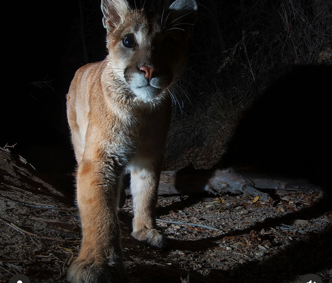 Screenshot 2025-01-13 at 11.35.43 PM.jpeg