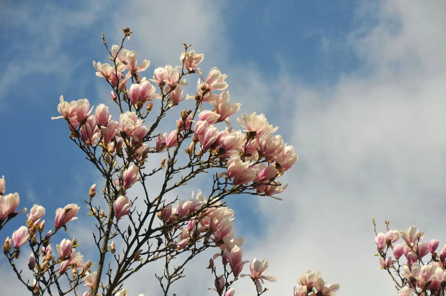 MagnoliaBCKGRND.jpg