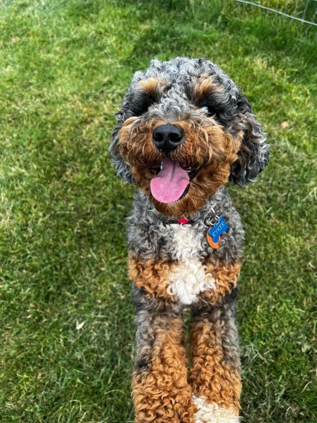 blue merle labradoodle from Oregon breeder