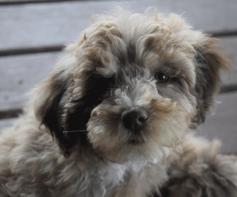 Great Day Labradoodles