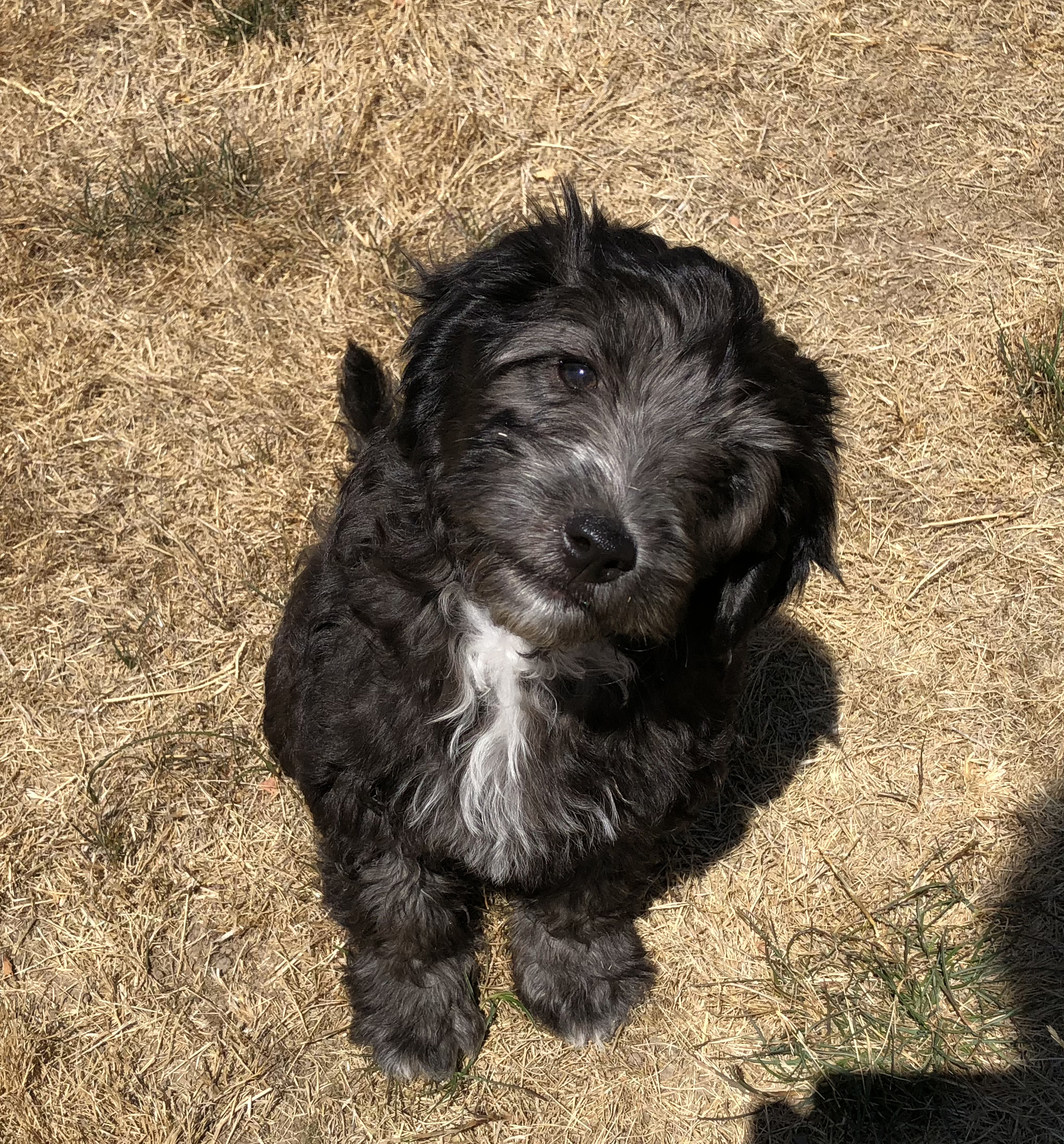 Silver - puppy coat