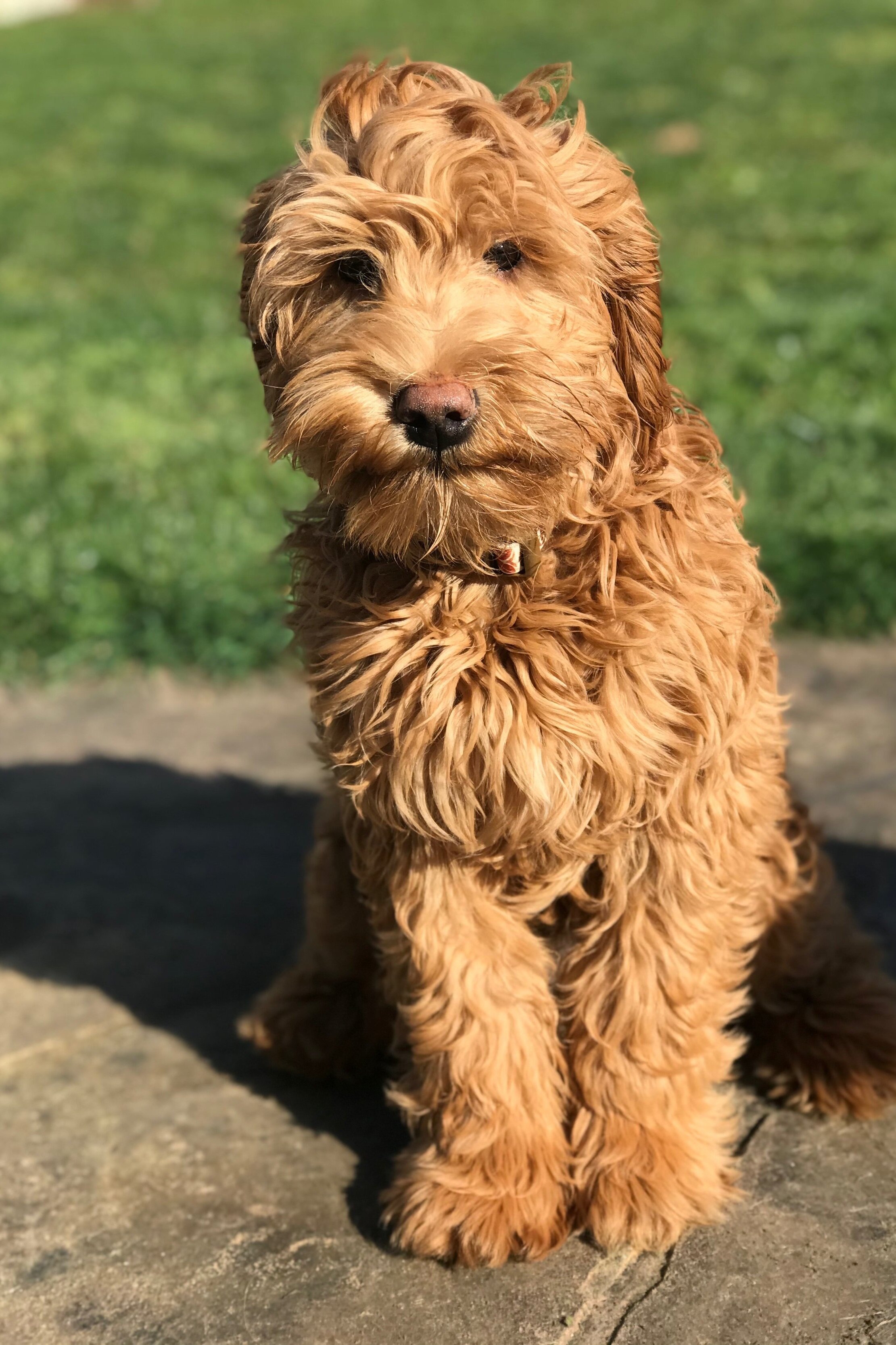 red labradoodle