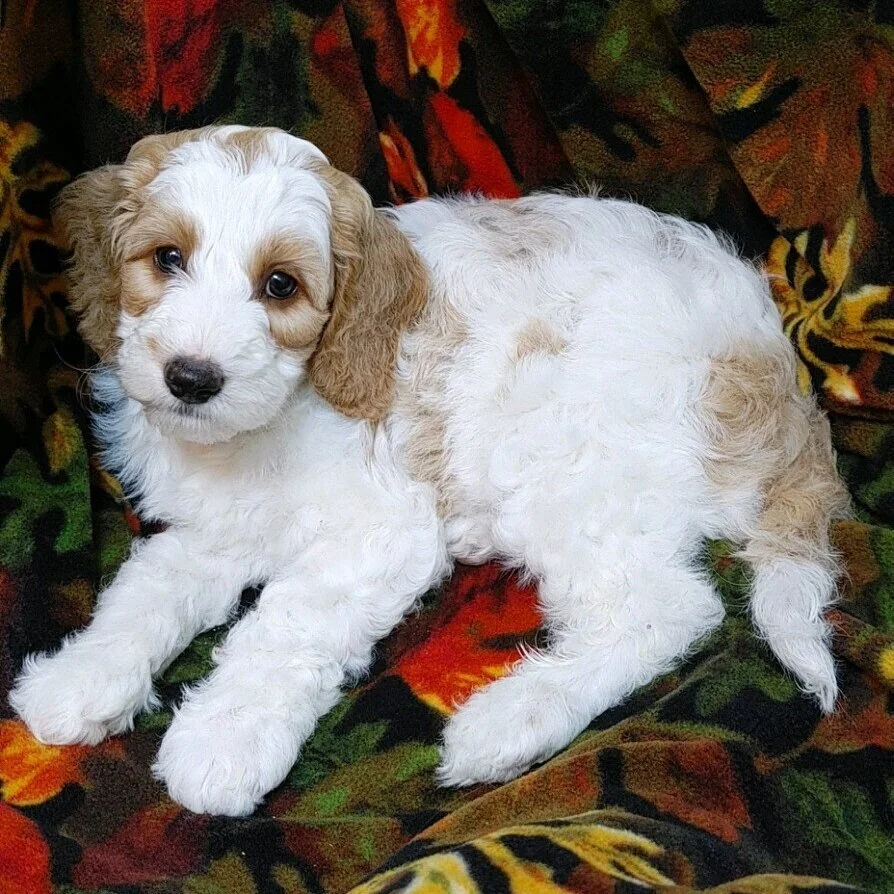Apricot Labradoodle Puppy Australian Labradoodle Breeding Stock