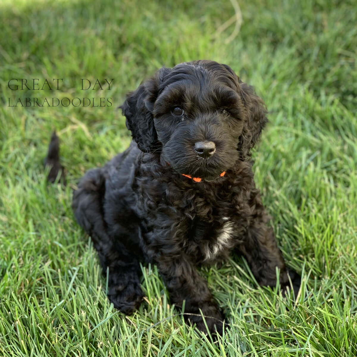  black labradoodle puppy 