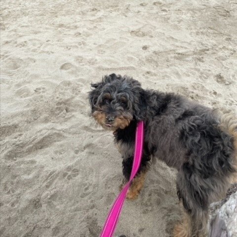 Sophie had her first beach visit this month, she loved it. Sophie is a Gypsy &amp; Mycroft pup born early this year.⁠
⁠
⁠
⁠
⁠
⁠
⁠
#greatdaylabradoodles⁠
#labradoodlepuppies⁠
#lolcanine⁠
#australianlabradoodle⁠
#labradoodles⁠
#merlelabradoodle⁠
#phant