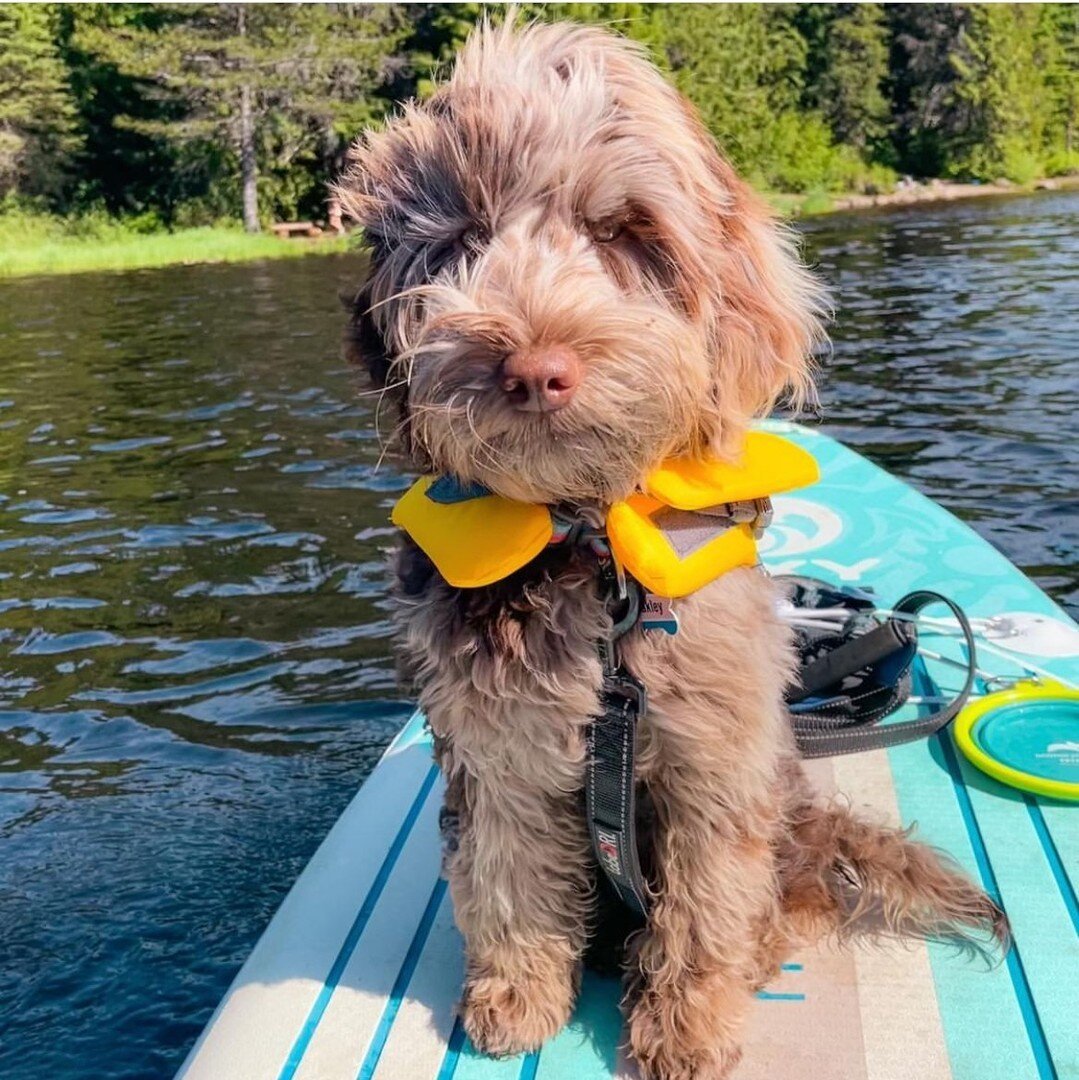What is miss Oakley doing this week? Learning to paddle board of course. Her flotation device is too cute.⁠
⁠
⁠
⁠
⁠
⁠
⁠
#greatdaylabradoodles⁠
#labradoodlepuppies⁠
#lolcanine⁠
#australianlabradoodle⁠
#labradoodles⁠
#merlelabradoodle⁠
#phantomlabradoo