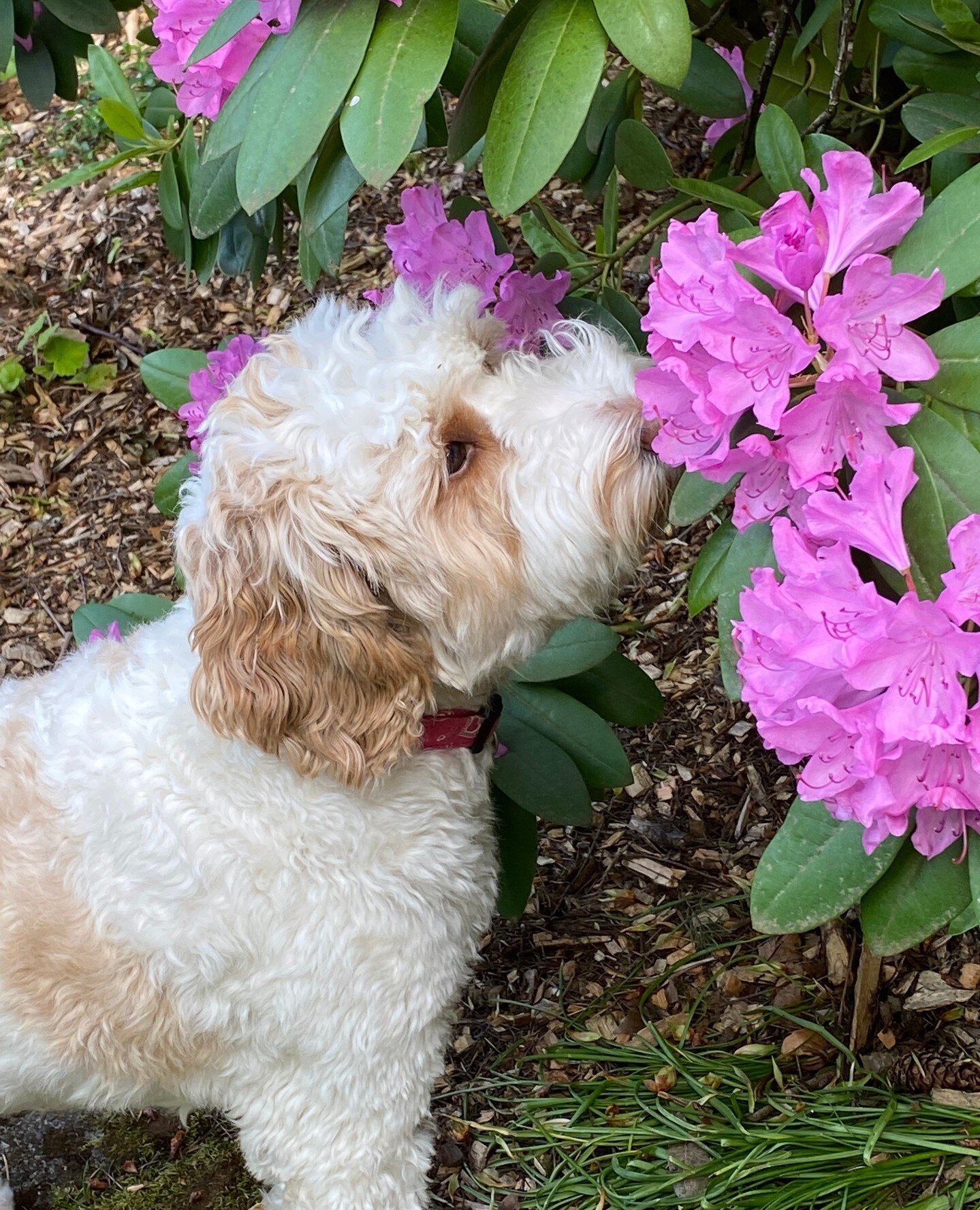 Lucy Lew has some time to enjoy her yard in Sherwood. Lucy is on the list for upcoming litters this Winter :)⁠
⁠
⁠
⁠
⁠
⁠
⁠
⁠
⁠
#greatdaylabradoodles⁠
#labradoodlepuppies⁠
#lolcanine⁠
#australianlabradoodle⁠
#labradoodles⁠
#merlelabradoodle⁠
#phantoml