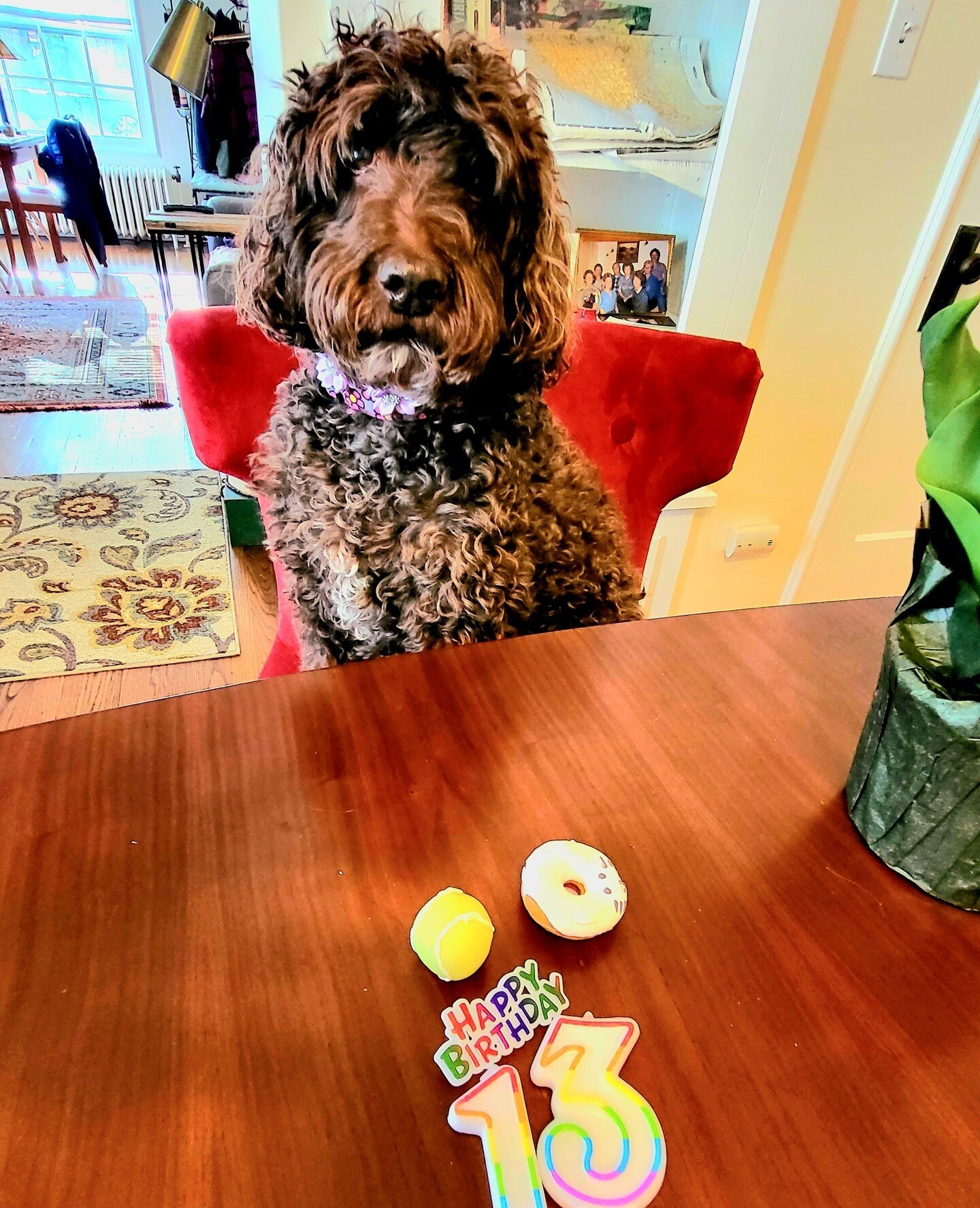 Ramee celebrated 13 this year! What a good girl she is. She is now a city dog and frequents the Pearl district in Portland. ⁠
⁠
⁠
⁠
⁠
⁠
⁠
⁠
#greatdaylabradoodles⁠
#labradoodlepuppies⁠
#lolcanine⁠
#australianlabradoodle⁠
#labradoodles⁠
#merlelabradood