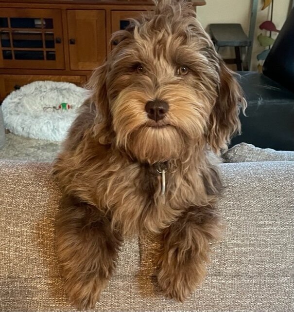 Well, just a pretty pic of a chocolate merle.⁠
⁠
⁠
⁠
⁠
⁠
⁠
#greatdaylabradoodles⁠
#labradoodlepuppies⁠
#lolcanine⁠
#australianlabradoodle⁠
#labradoodles⁠
#merlelabradoodle⁠
#phantomlabradoodles⁠
#labradoodlelove