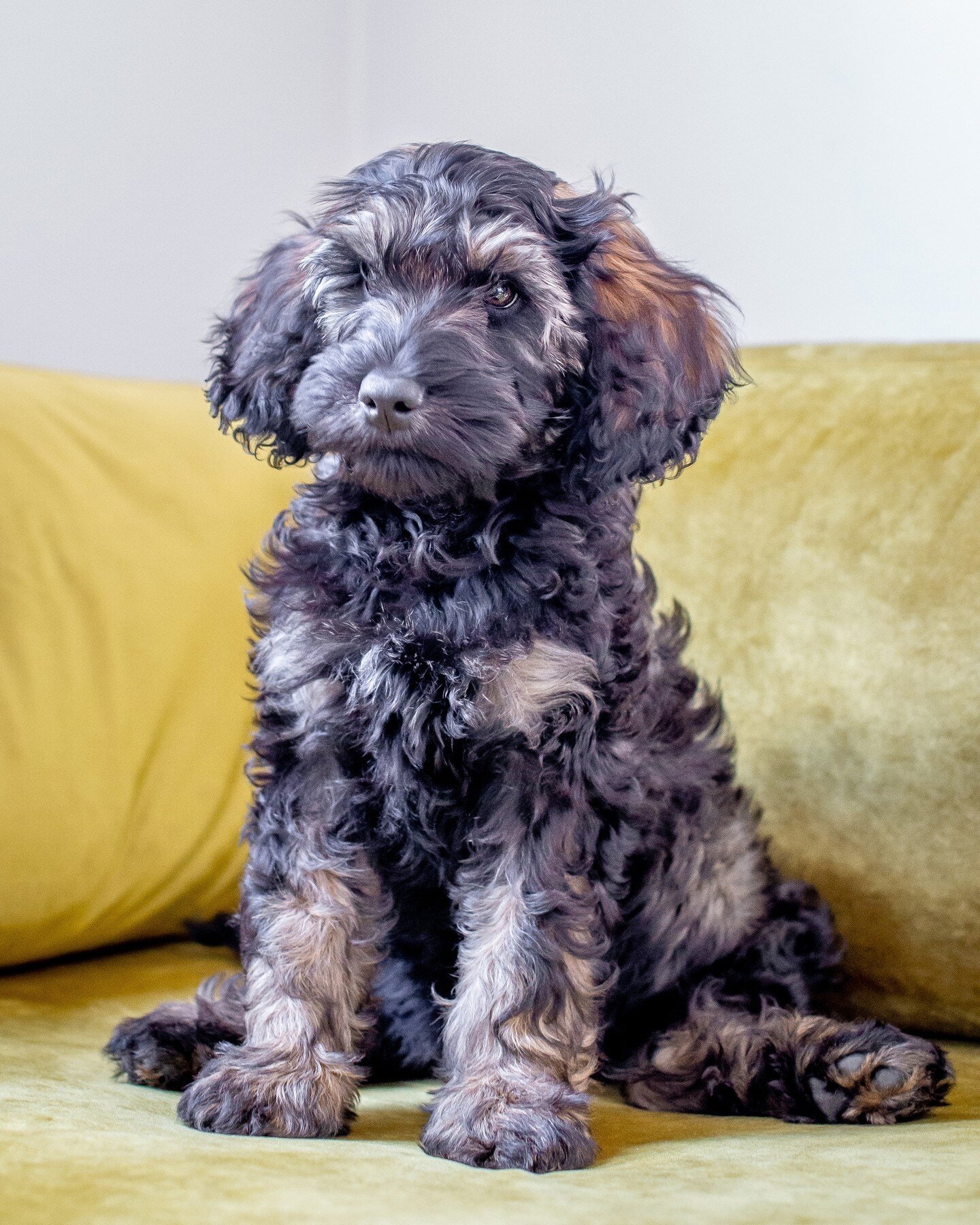 I miss this amazing boy, he is one of Pocket's pups that went home in June. ⁠
Isn't he handsome?⁠
⁠
⁠
⁠
⁠
#greatdaylabradoodles⁠
#labradoodlepuppies⁠
#lolcanine⁠
#australianlabradoodle⁠
#labradoodles⁠
#merlelabradoodle⁠
#phantomlabradoodles⁠
#labrado