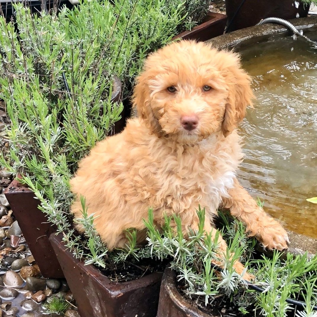  caramel labradoodle salem 