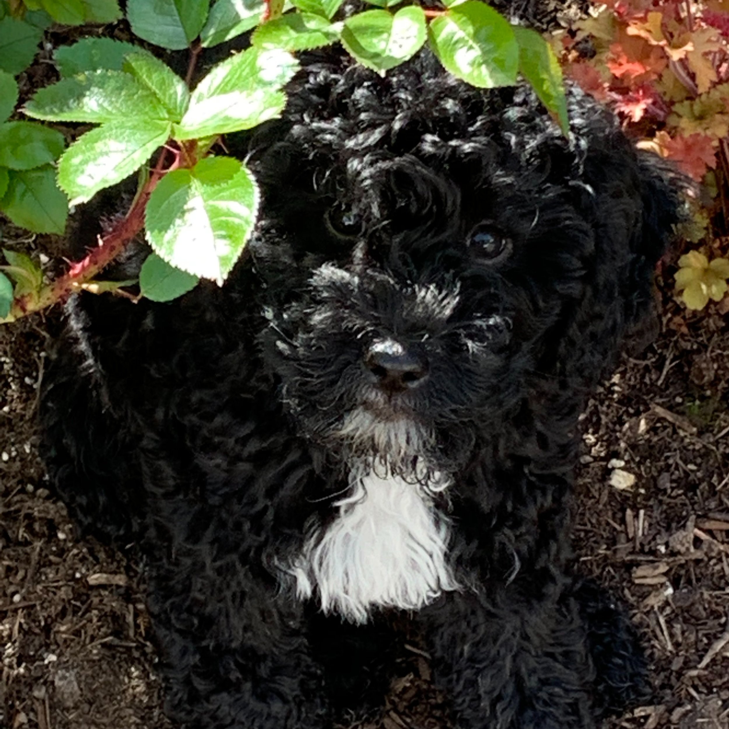  black labradoodle puppy oregon 