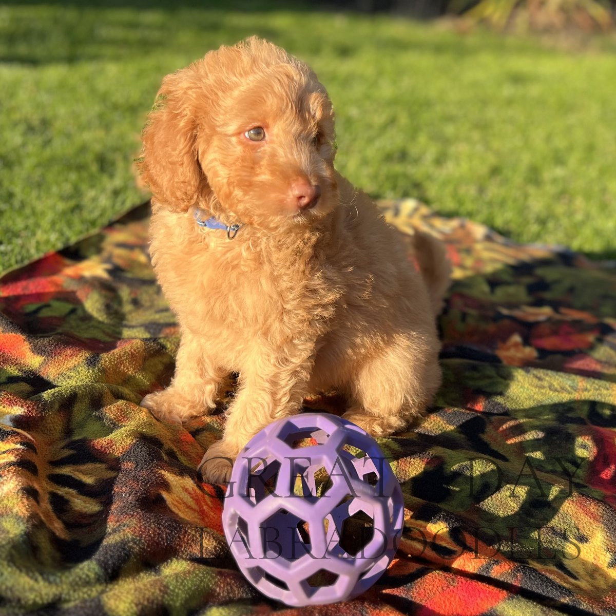 caramel labradoodle