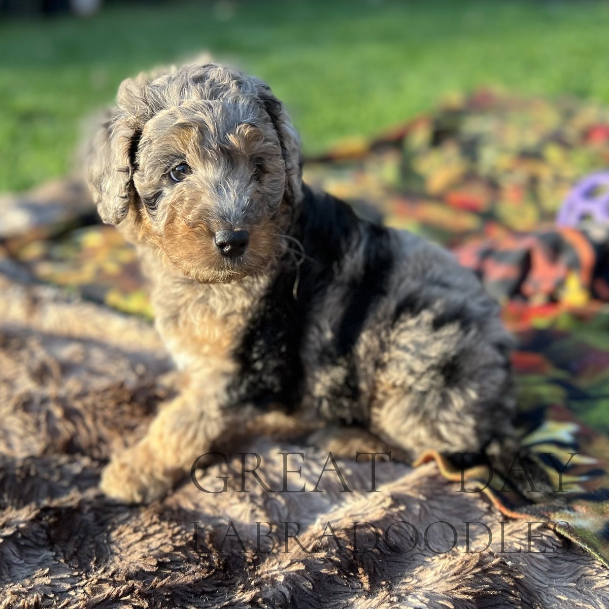 blue merle phantom labradoodle