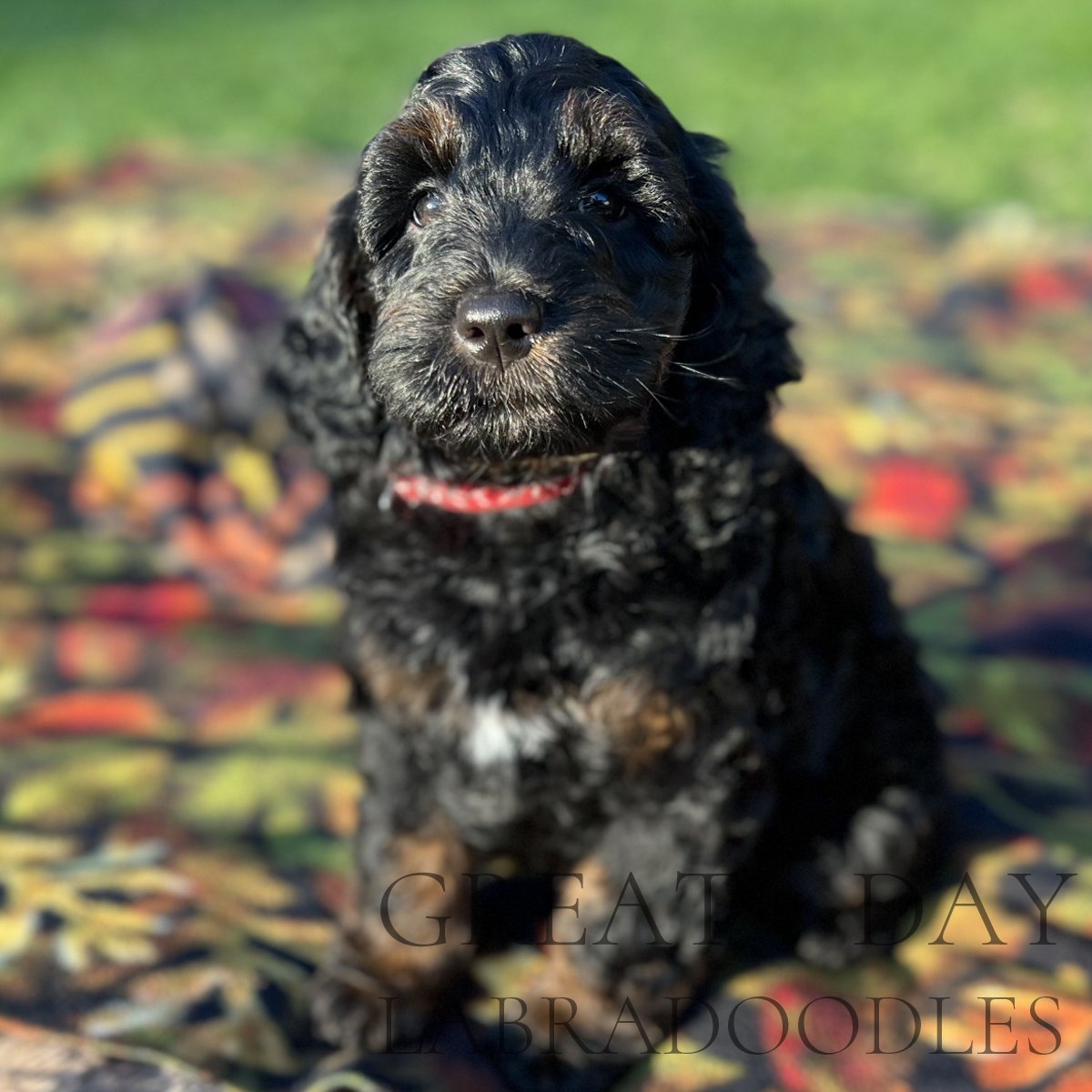 black phantom labradoodle