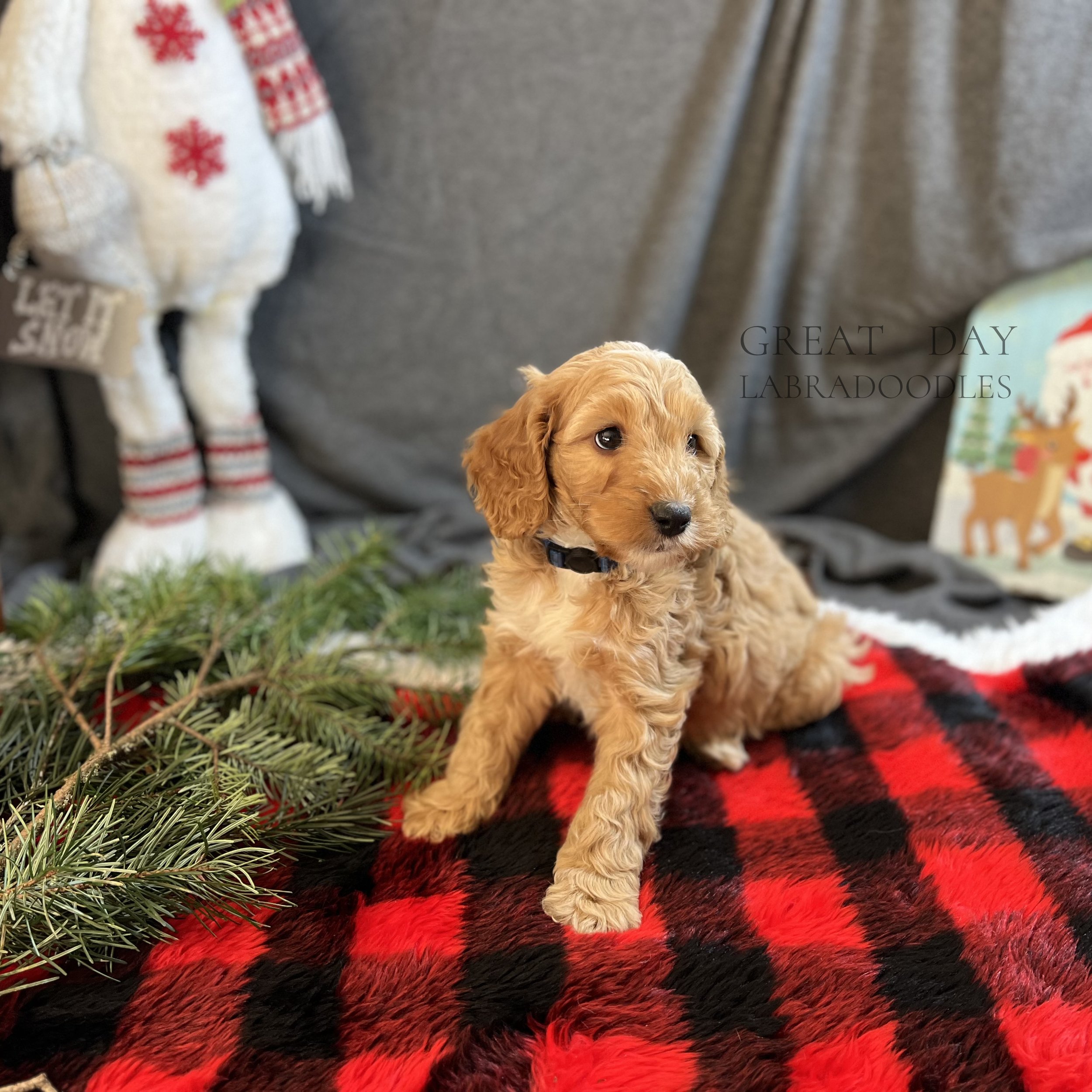 apricot labradoodle puppy