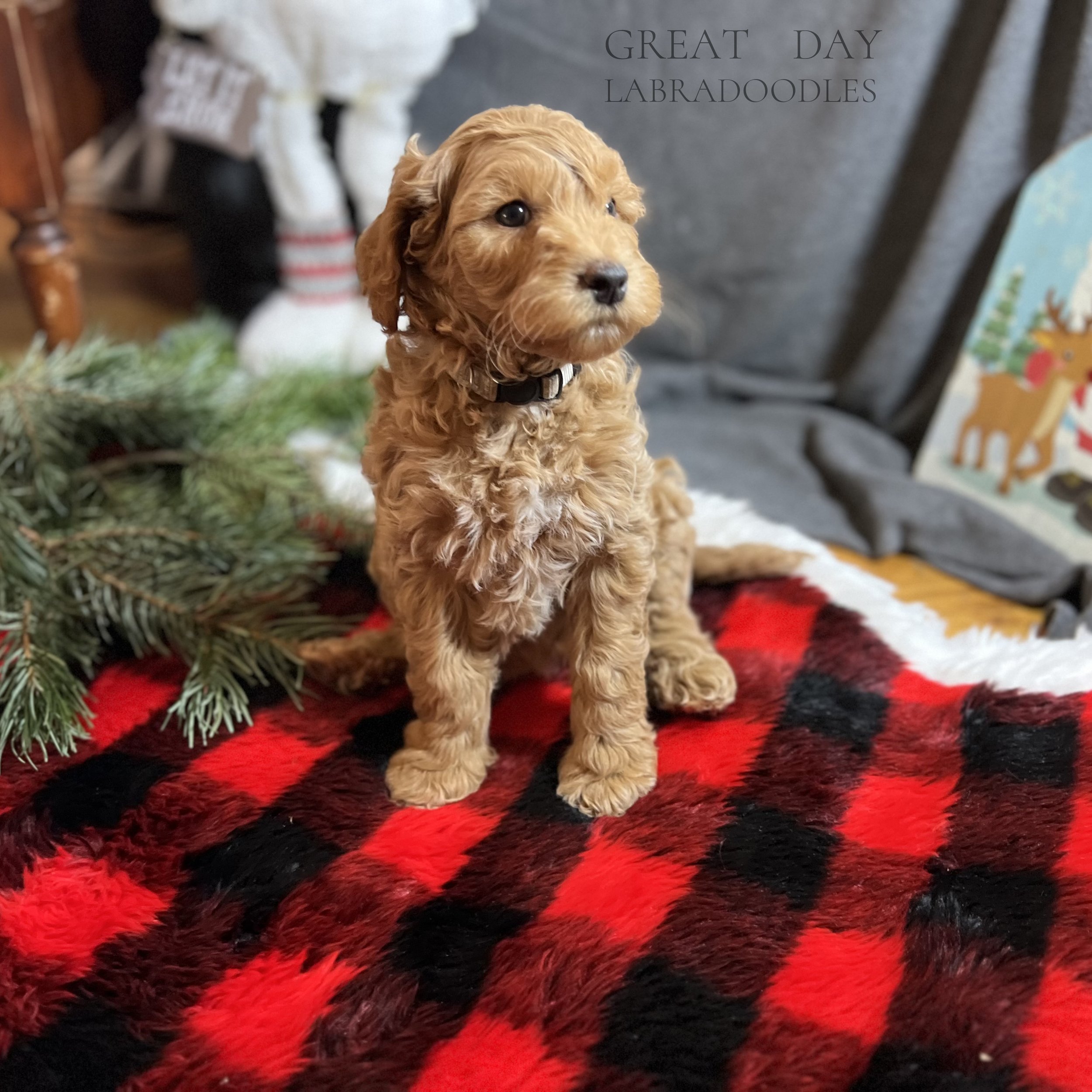 apricot labradoodle puppy