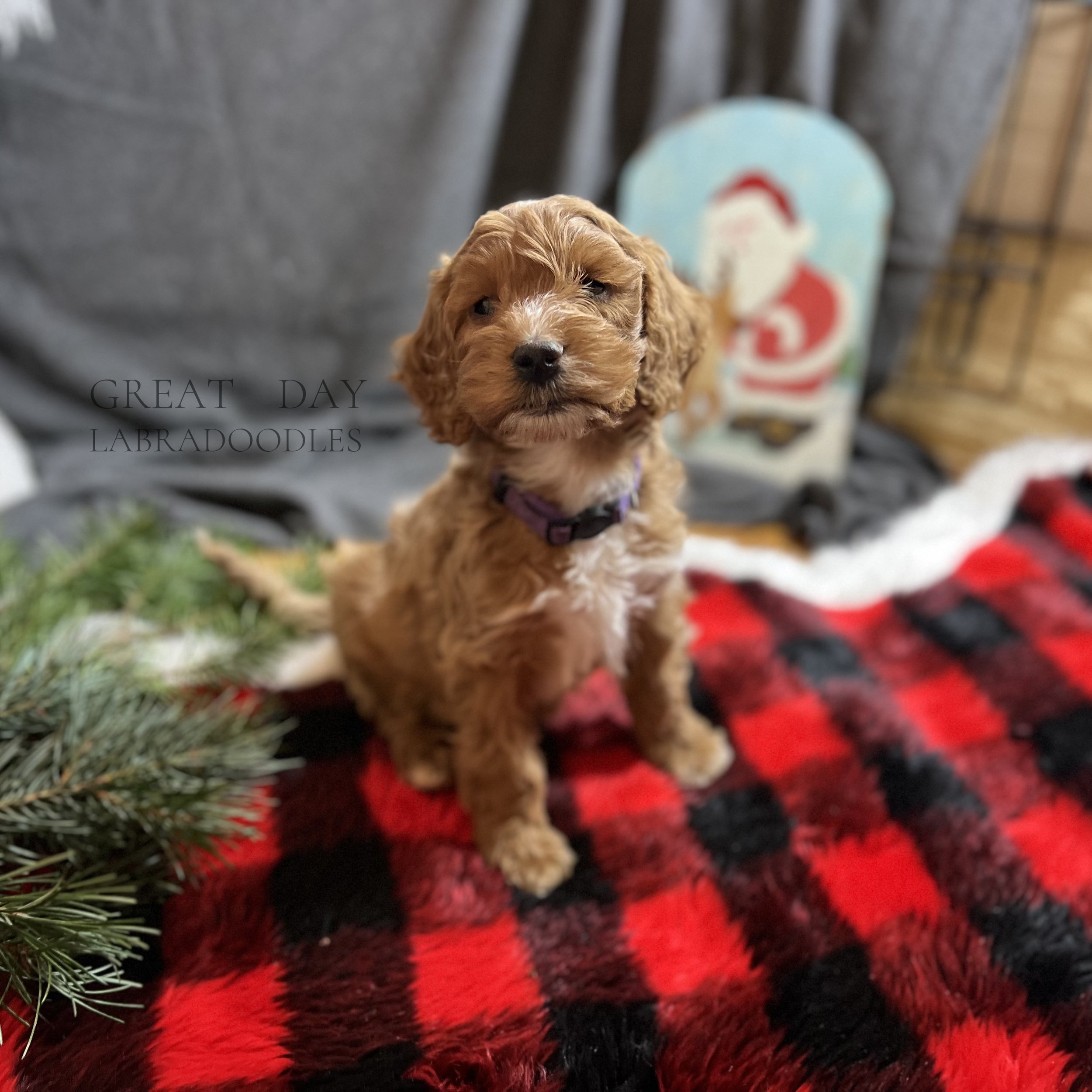 apricot labradoodle puppy