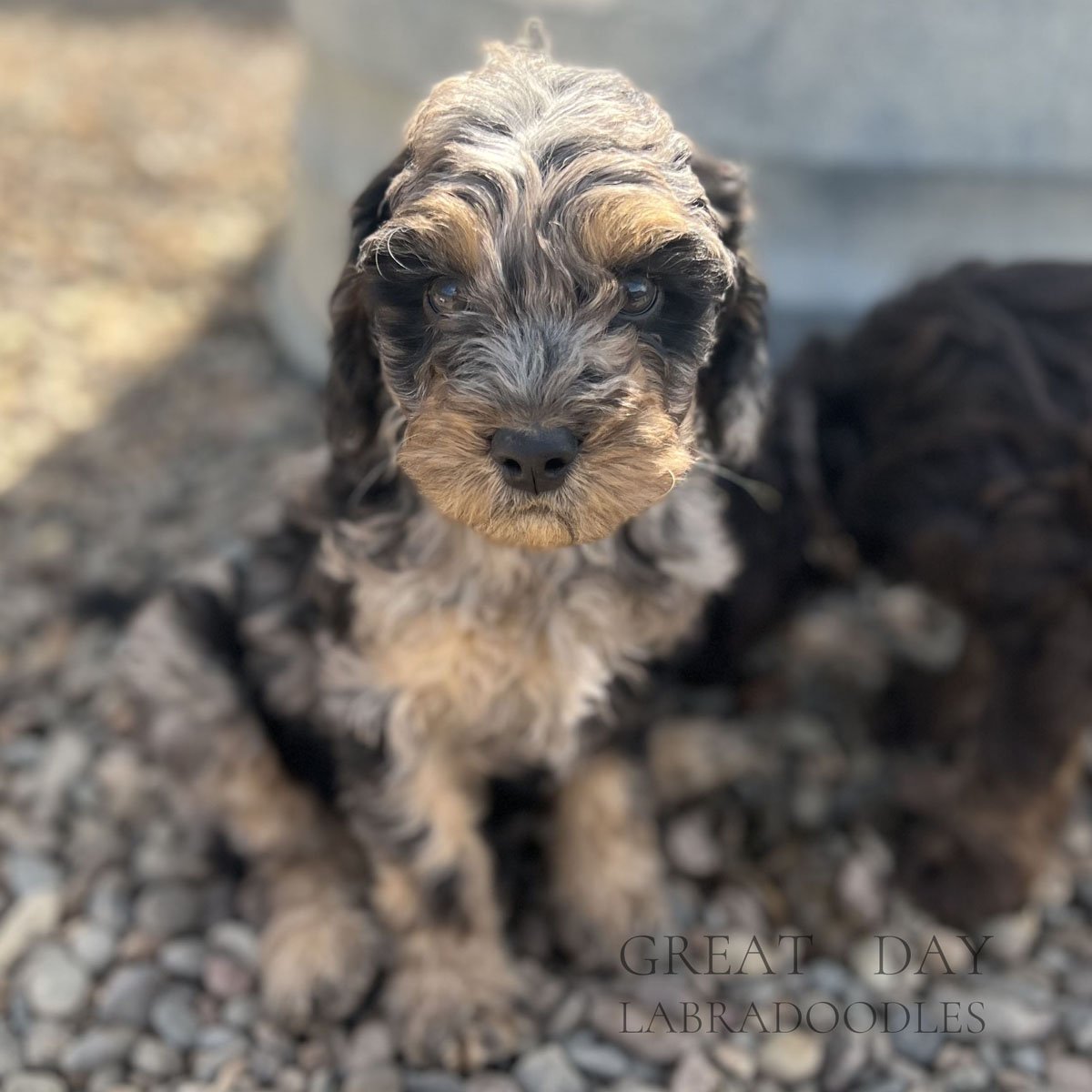 black merle phantom labradoodle