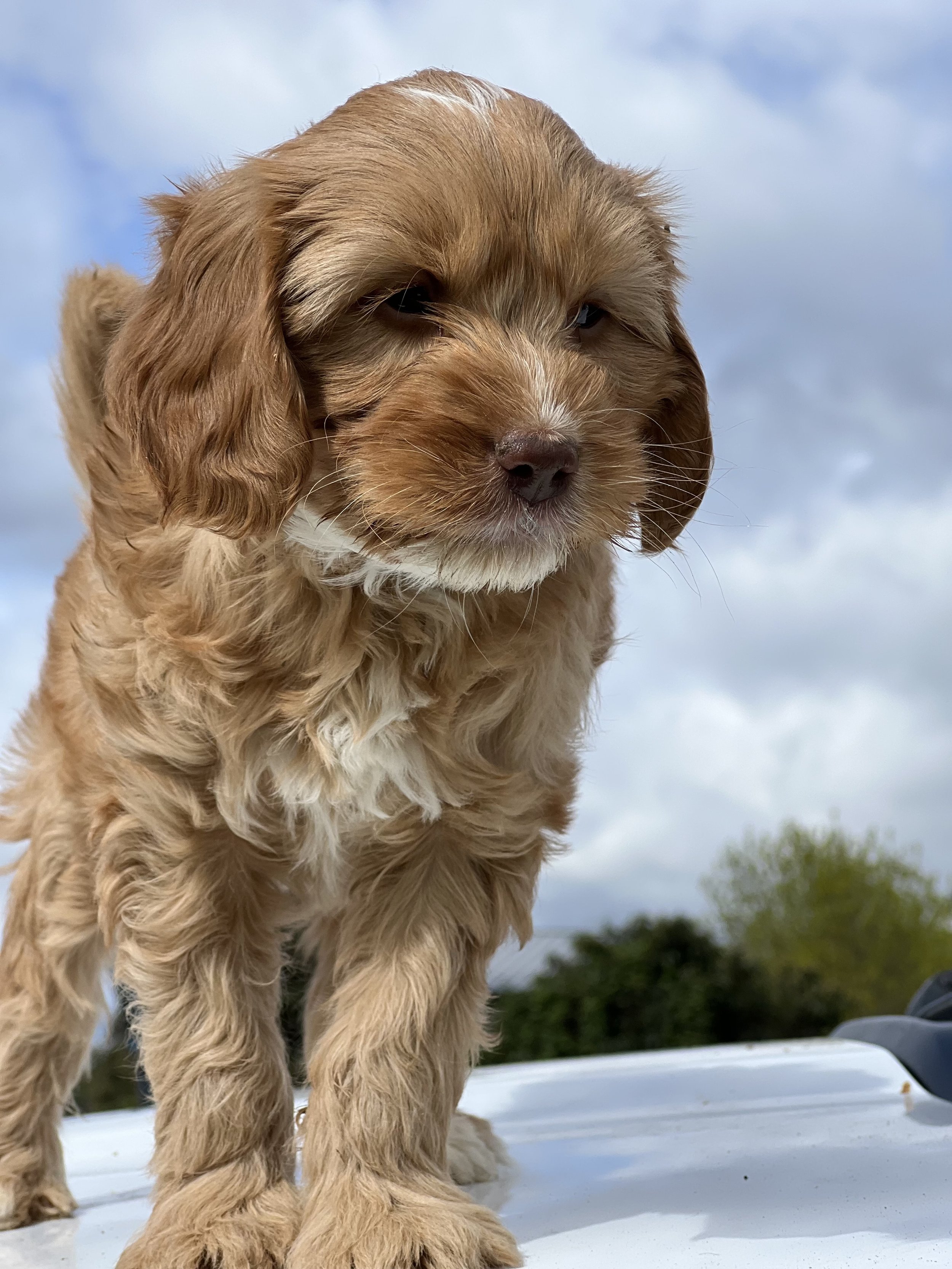 caramel labradoodle