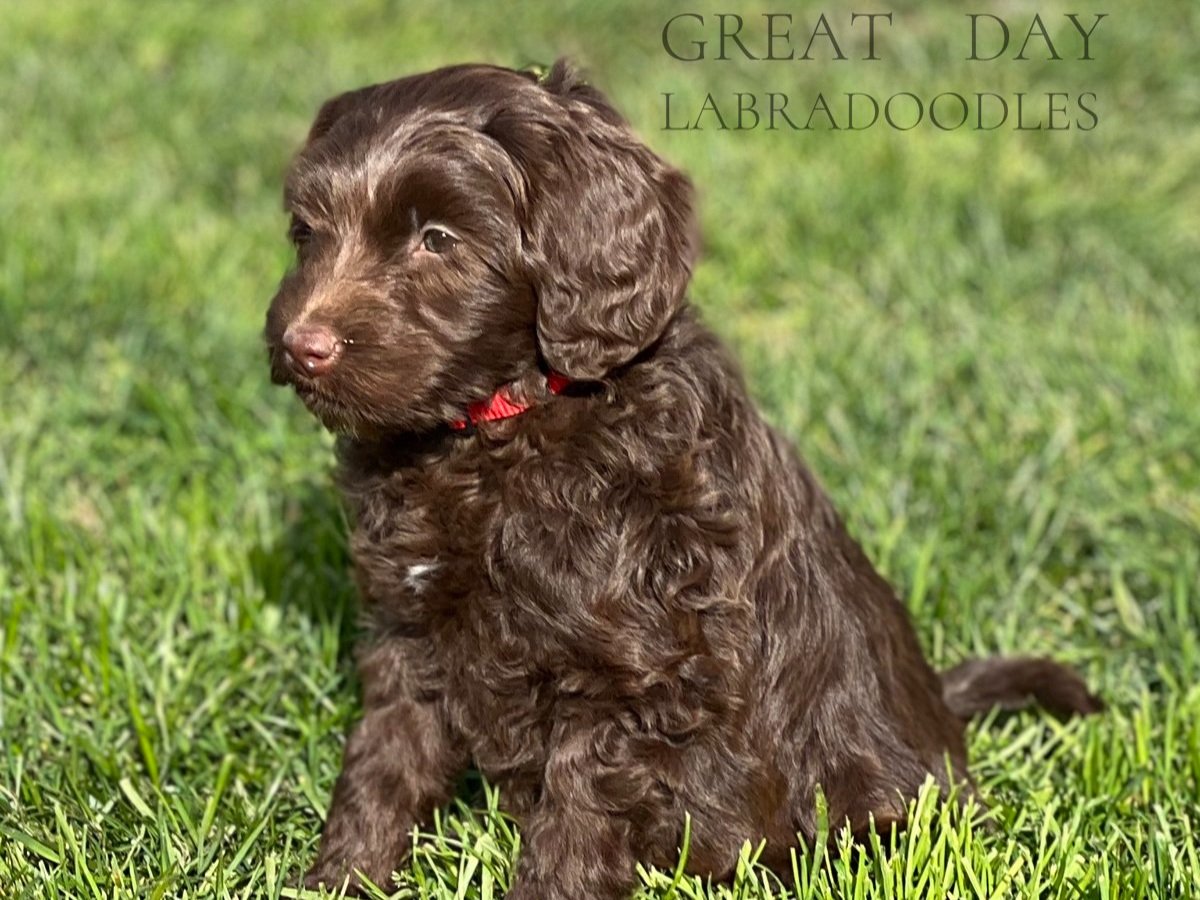 red collar