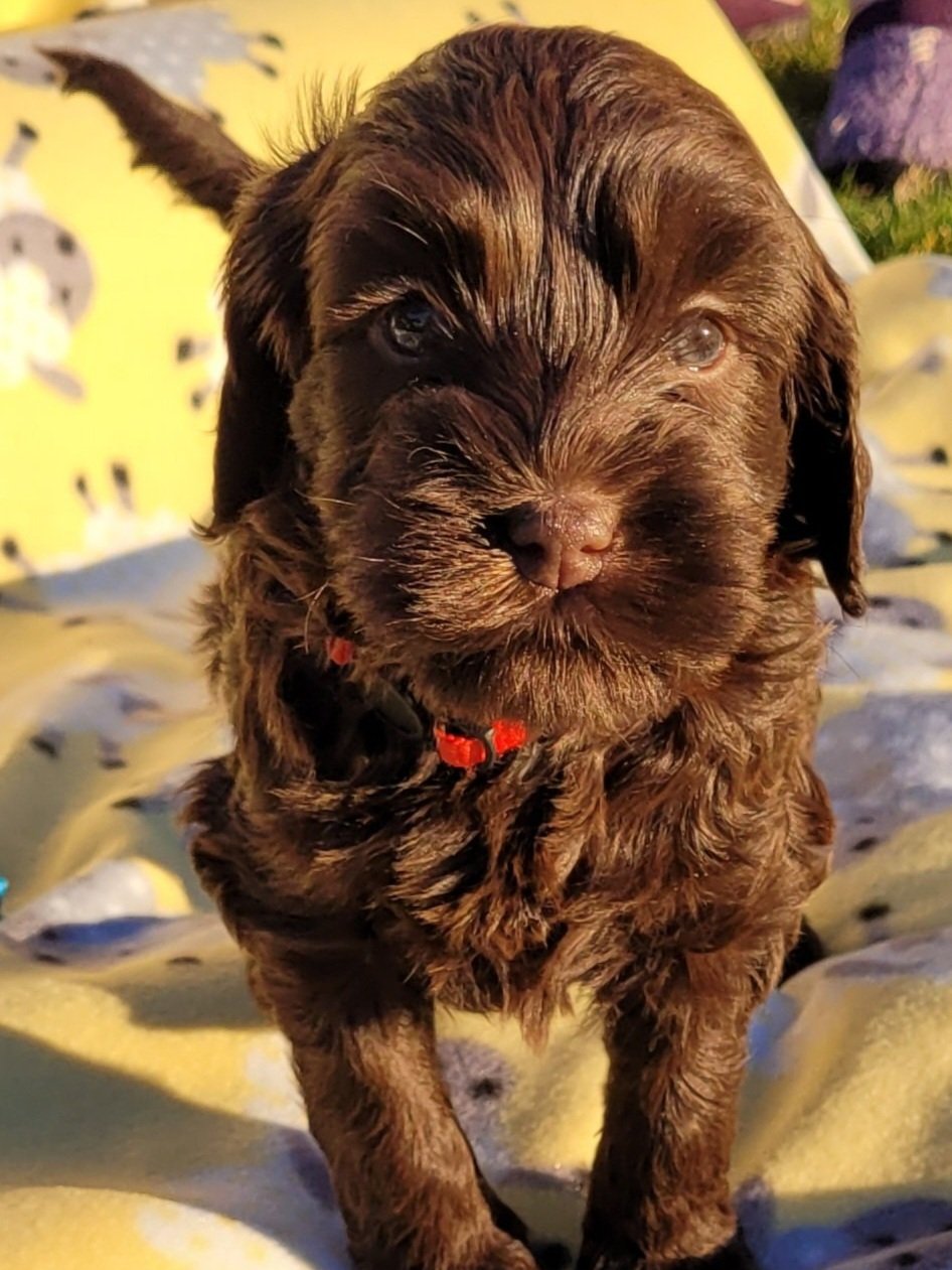  chocolate labradoodle puppy 