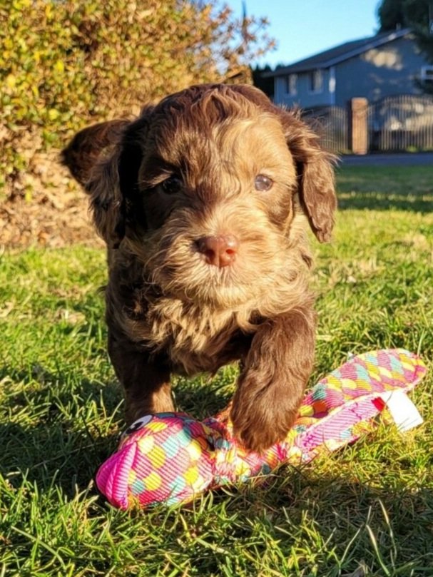  chocolate merle labradoodle puppy 