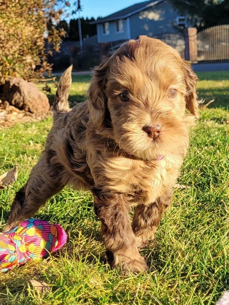  chocolate merle labradoodle puppy 