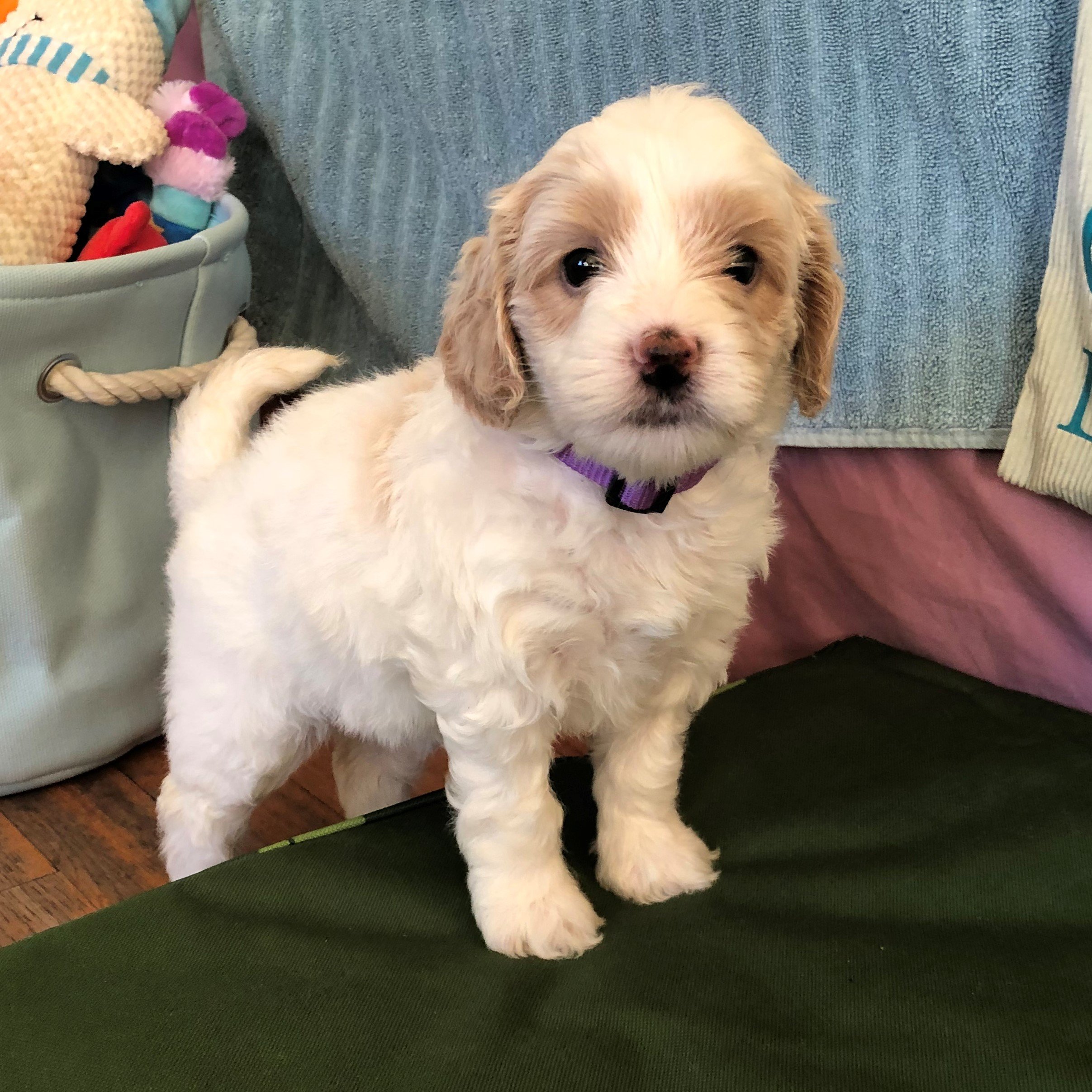 apricot parti labradoodle