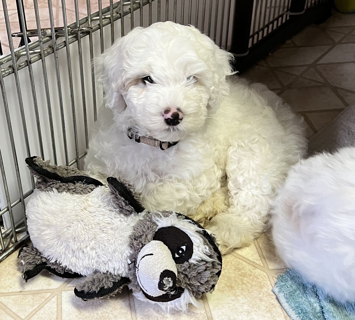 apricot parti labradoodle